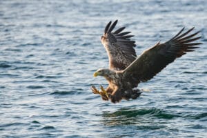 norvege vesteralen straumsjøen ringstad resort safari aigles oiseaux faune ete voyage sur mesure o-nord