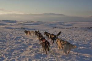 finlande laponie nuorgam montagnes safari chiens neige hiver voyage o-nord