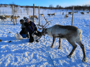 finlande laponie nuorgam sejour safari rennes hiver voyage o-nord