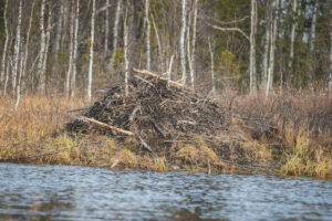 suede laponie Vilhelmina sejour pêche lac bois forêt abri castor voyage o-nord