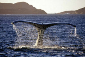 norvege laponie nord lenagen lyngen lodge experience safari baleines voyage o-nord