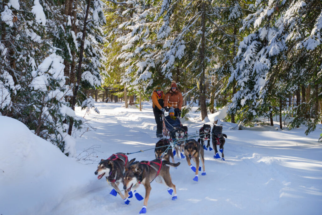 canada quebec laurentides montreal mont tremblant rivière rouge expedition chiens traineau meute foret voyage o-nord