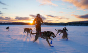 canada Québec Laurentides Montréal mont tremblant rivière rouge expédition chiens traineau amusement jeux voyage o-nord