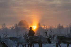 Finlande Laponie Muonio Nivunki Village rennes troupeau éleveur coucher de soleil neige arbres enneigés voyage o-nord