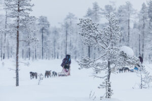 Finlande Laponie Muonio Nivunki Village safari chiens traîneau voyage o-nord