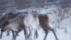 Finlande Laponie Muonio Nivunki Village rennres voyage o-nord