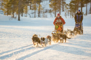 Norvège Laponie Mestervik Malangen Resort activité safari chien traîneau nature espace voyage o-nord