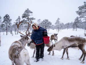 Norvège Laponie Mestervik Malangen Resort activité hivernale renne safari lapono neige voyage o-nord