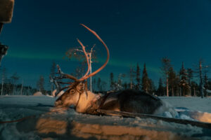 Finlande Laponie Salla Wilderness Lodges Aurores Boréales Forêt Lumières du Nord renne neige activité safari voyage o-nord