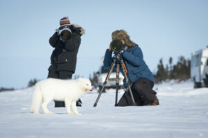 Canada Manitoba Churchill Arctic Kingdom Safari Polaire Observation Glace Neige Hiver Renard Arctique Photographie voyage o-nord