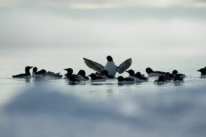 Canada Nunavut Pond Inlet Arctic Kingdom Banquise Glace Oiseaux Uria Ornithologie voyage o-nord