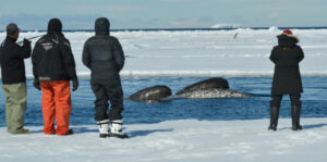 Canada Nunavut Pond Inlet Arctic Kingdom Narvals Banquise Glace Safari Observation voyage o-nord