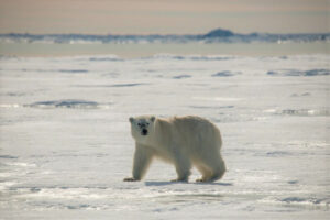 Canada Nunavut Pond Inlet Arctic Kingdom Ours Polaire Banquise Glace Safari voyage o-nord