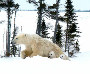 Canada Manitoba Churchill Arctic Kingdom Safari Polaire Observation Glace Neige Hiver Ours Polaire Ourson Bébé Arbres voyage o-nord