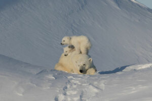 Canada Nunavut Qikiqtarjuaq Arctic Kingdom Printemps Ours Polaires Bébé Observation Neige Glace voyage o-nord