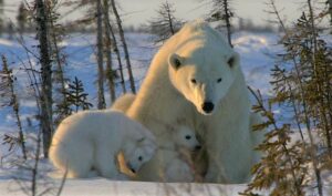 Canada Manitoba Churchill Arctic Kingdom Safari Polaire Observation Glace Neige Hiver Ours Polaire Ourson Bébé Arbres voyage coucher de soleil o-nord