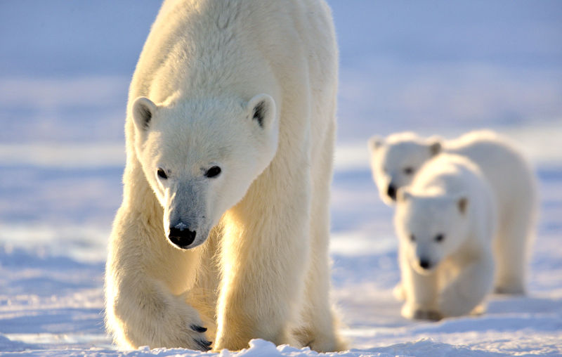 Canada Manitoba Churchill Arctic Kingdom Safari Polaire Observation Glace Neige Hiver Ours Polaire Ourson Bébé voyage o-nord