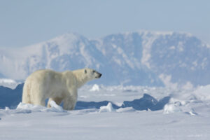 Canada Nunavut Qikiqtarjuaq Arctic Kingdom Printemps Ours Polaires Observation Montagnes voyage o-nord