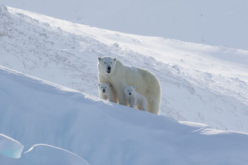 Canada Nunavut Qikiqtarjuaq Arctic Kingdom Printemps Ours Polaires Bébé Observation Neige Glace Montagnes voyage o-nord