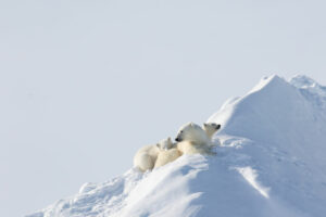 Canada Nunavut Qikiqtarjuaq Arctic Kingdom Printemps Ours Polaires Bébé Observation Iceberg voyage o-nord