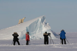 Canada Nunavut Qikiqtarjuaq Arctic Kingdom Printemps Ours Polaires Bébé Observation Iceberg Banquise Safari Photographie voyage o-nord