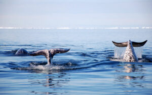 Canada Nunavut Pond Inlet Arctic Kingdom Narvals Banquise Glace Safari Observation voyage o-nord