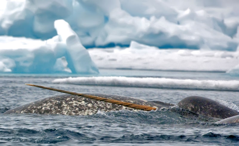 Canada Nunavut Pond Inlet Arctic Kingdom Narvals Banquise Glace Safari voyage o-nord