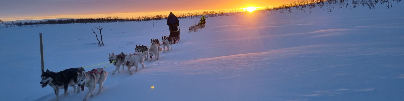 Norvège Laponie Hammerfest expédition chiens traîneau meute soleil couchant voyage o-nord