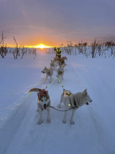 Norvège Laponie Hammerfest Go North Chiens de traîneau Expédition Hiver Neige Coucher de Soleil Chiens Musher