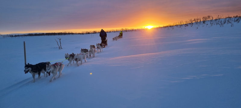 Norvège Laponie Hammerfest Go North Chiens de traîneau Expédition Hiver Neige Coucher de Soleil