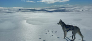 Norvège Laponie Hammerfest Go North Ski Expédition Hiver Neige Chien voyage o-nord