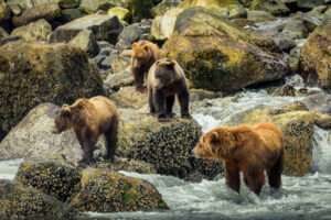 États-Unis Alaska Maple Leaf Adventures Croisière Ours Grizzly Observation Mer Océan Faune Sauvage Nature Safari voyage o-nord