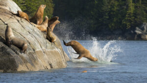 Canada Colombie Britannique Maple Leaf Adventures Great Bear Rainforest Lions de mer Forêt Observation Faune Sauvage Safari voyage o-nord