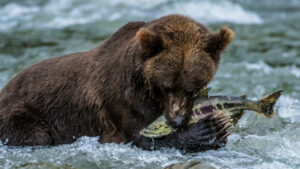 Canada Colombie Britannique Maple Leaf Adventures Great Bear Rainforest Ours Grizzly Rivière Saumon Poisson Observation Faune Sauvage Safari voyage o-nord