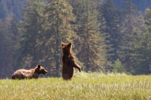 Canada Colombie Britannique Maple Leaf Adventures Great Bear Rainforest Ours Grizzly Forêt Observation Faune Sauvage Safari voyage o-nord