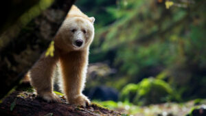 Canada Colombie Britannique Maple Leaf Adventures Great Bear Rainforest Ours Spirituel Forêt Pluviale Observation Faune Sauvage Safari voyage o-nord