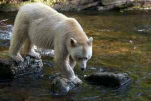 Canada Colombie Britannique Maple Leaf Adventures Great Bear Rainforest Ours Spirituel Ruisseau Rivière Forêt Observation Faune Sauvage Safari voyage o-nord