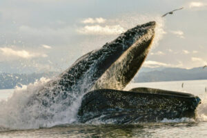 Canada Colombie Britannique Maple Leaf Adventures Great Bear Rainforest Baleine à bosse Observation Faune Sauvage Safari voyage o-nord