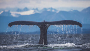 Canada Colombie Britannique Maple Leaf Adventures Great Bear Rainforest Baleine à bosse Mer Océan Observation Faune Sauvage Safari Cétacés voyage o-nord