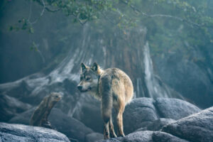 Canada Colombie Britannique Maple Leaf Adventures Great Bear Rainforest Loup Forêt Observation Faune Sauvage Safari voyage o-nord