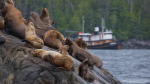 Canada Colombie Britannique Maple Leaf Adventures Croisière Lions de mer Observation Mer Océan Faune Sauvage Nature Safari Bateau voyage o-nord