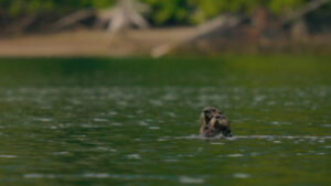 Canada Colombie Britannique Maple Leaf Adventures Great Bear Rainforest Loutre de mer Observation Nature Faune Sauvage Mer Océan voyage o-nord