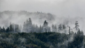 Canada Colombie Britannique Maple Leaf Adventures Vancouver Island Forêt Pluviale Brume voyage o-nord