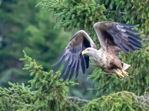 Norvège TunheimsFjørå Lodge Vanylvsfjord aigle fjord charme haut de gamme voyage o-nord