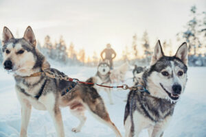 Finlande Laponie Ivalo Saariselkä Kakslauttanen Arctic Resort safari husky neige hiver arbres voyages o-nord