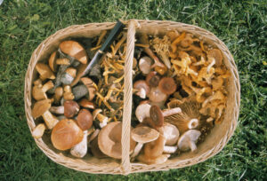 Finlande Laponie Ivalo Saariselkä Kakslauttanen Arctic Resort cueillette champignons voyages o-nord