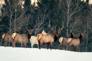 Alberta Smoky Lake Métis Crossing cerfs neige voyages o-nord