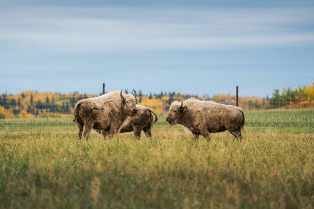 Alberta Smoky Lake Métis Crossing bisons parc voyages o-nord
