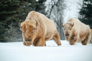 Alberta Smoky Lake Métis Crossing bison blanc neige voyages o-nord