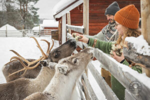 Finlande Laponie Muonio Harriniva Adventure Resort enclos rennes neige nourriture gens voyages o-nord